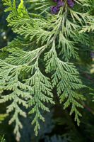 Chamaecyparis lawsoniana 'Yvonne'