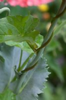 Papaver somniferum with Bindweed growing up stem