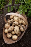 Solanum tuberosum - Potato 'Vivaldi' in trug