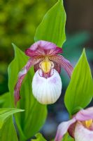 Cypripedium 'Philip'