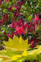 Rhododendron 'Jolie Madame' and Acer shirazawanum 'Aureum'