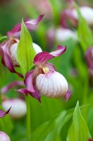 Cypripedium 'Gisela'