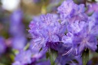 Rhododendron augustinii 'Statuette'