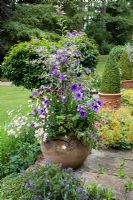Large terracotta pot filled with Argyranthemum, Petunias and Lycianthes syn. Solanum rantonnettii 'Variegatum' trained as standard, on stone terrace with Buxus pyramids and Alchemilla mollis - Pine House