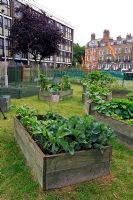 Cabbages and other vegetables growing in raised beds in an urban setting on a council estate in Islington, London, UK