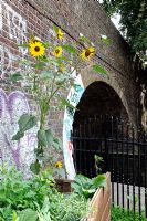 Helianthus annuus - Sunflowers growing in vegetable bed next to a bridge over the Regent's Canal London Borough of Hackney, UK