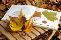 Using a book to identify the leaves of Platanus x hispanica, London Plane tree.  Leaves displayed on a small table with autumn leaves in background