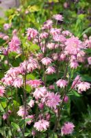 Aquilegia vulgaris 'Rose Barlow'