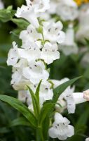 Penstemon Snowstorm