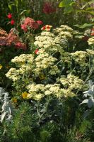 Achillea Anthea in mixed bedding