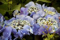 Hydrangea Teller Blue