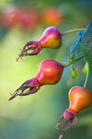 Rosa gallica splendens 'Frankfurt'