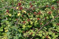 Rubus phoenicolasius - Japanese Wineberry plant with ripe fruit