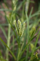 Eleusina coracana - African Finger Millet - seed head