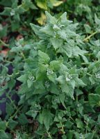 Tetragonia tetragonoides - New Zealand Spinach
