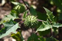 Datura stratonium - Jimson Weed, developing seed