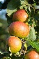 Malus domestica - Apple 'Merton Prolific'