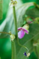 Phaseolus vulgaris 'Delinel' AGM - Dwarf French Bean. Young bean with dead flower hanging from it