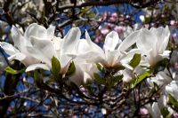 Magnolia denudata - Lily Tree 
