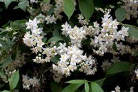 Deutzia nipponica