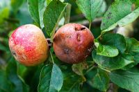 Malus domestica 'Ashmead's Kernel' - One good apple next to a rotten one