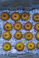 Malus domestica 'Ashmead's Kernel' being stored in a plastic crate layered with shredded paper and lid, September
