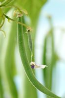 Phaseolus vulgaris 'Delinel' AGM - Dwarf French Bean. Young bean with the dead flower still hanging from it