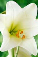 Lilium longiflorum  'White Heaven' -  Lily 