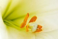 Lilium longiflorum 'White Heaven' - Lily. Close up of anthers and stigma