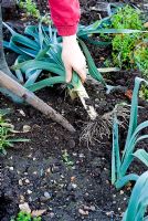 Gardener digging Allium porrum - Leeks in winter