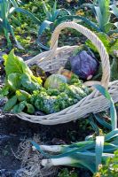 Basket of harvested winter vegetables including Brassicas - Cabbages, Beta vulgaris - Chard and Cucurbita - Squash with Leeks in a frosty garden
