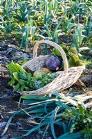 Basket of harvested winter vegetables including Brassicas - Cabbages, Beta vulgaris - Chard and Cucurbita - Squash with Leeks in a frosty garden
