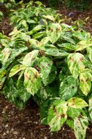 Persicaria virginiana Variegated Group 'Painter's Palette'