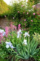 Blue Irises amongst Centranthus ruber and pink Rosa - Whalton Manor Gardens, Whalton, Northumberland, UK