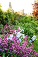 Centranthus ruber and pale blue Irises - Whalton Manor Gardens, Whalton, Northumberland, UK