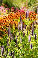 Agastache and Heleniums