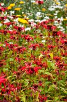 Monarda 'Jacob Cline'