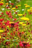 Monarda 'Jacob Cline' with yellow Achillea
