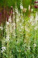 Lysimachia ephemerum