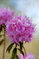 Rhododendron davidsonianum 'Bodnant Form'