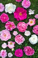 Rosa 'Rose de Rescht', Rosa Mundi, Rosa 'Rosy Cushion', Rosa 'Mary Rose', Rosa 'Constance Spry', Rosa gallica 'Officinalis' and moss rose
