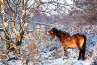 Exmoor Pony in Sutton Park, Sutton Coldfield, in frost