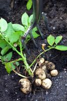 Harvested Potatoes in vegetable garden
