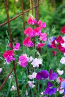 Lathyrus - Sweet peas climbing on metal trellis