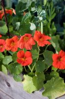 Organic vegetable garden with raised beds of Nasturtium and snow pea 'Gigante Svizzero' 