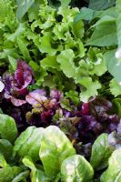 Lettuces in vegetable garden and Beetroot 'Bulls Blood'