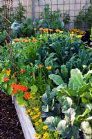 Organic vegetable garden with raised beds surrounded by woodchip paths - Scented Tagetes tenuifolia, Nasturtium, snow peas 'Gigante Svizzero', Brassica oleracea 'Nero di Toscana' 