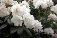 Rhododendron 'Gartendirektor Rieger' 
