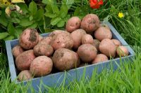 Harvested potatoes 'Red Duke of York'