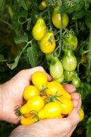 Woman harvesting centiflor tomatoes 